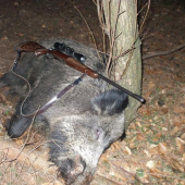 Spoločná na diviaky! otcom strelený troj-nohý diviak