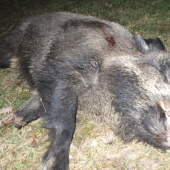 trojnohý diviak II.