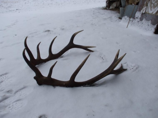 Nepravidelný 14-torák 2