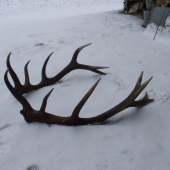 Nepravidelný 14-torák 2