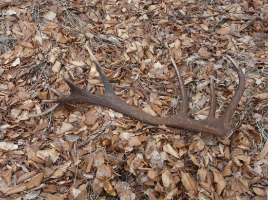 Bratrancov 16-torák, 2,5kg