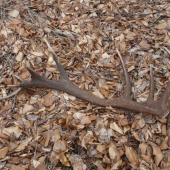 Bratrancov 16-torák, 2,5kg