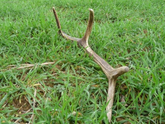 Môj prvý tohtoročný najdený 3.4.2010