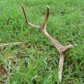 Môj prvý tohtoročný najdený 3.4.2010