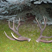 Z otcovho archívu-14-torák 3.30 kg, rok 2006