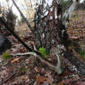 Úplne zabudnutý, ale určite aj taký poteší