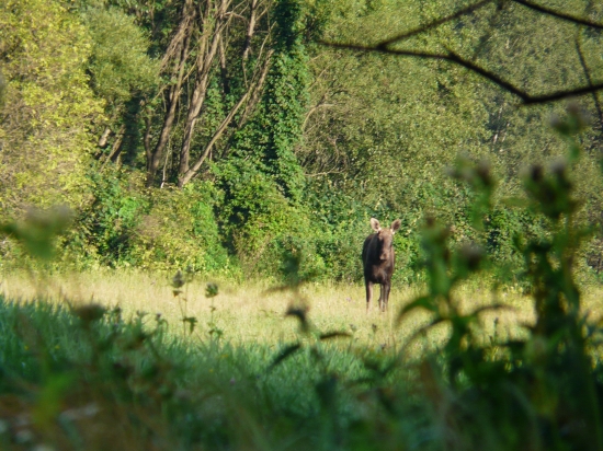 LOSICA v PZ Vlachovo!