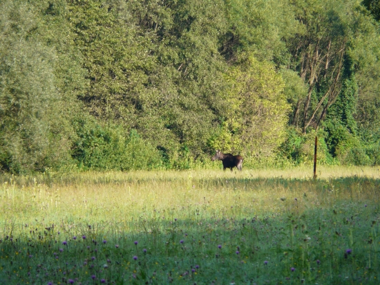 LOSICA v PZ Vlachovo! 2