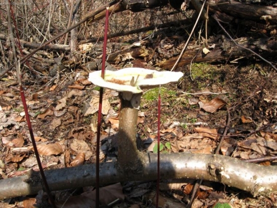 huba ktora rastie z konara