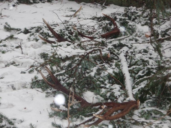 konecne prve tohto roku 1,8 a 1,75 kg