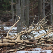 skoda ze zlomeny, ale aj tak 1,7kg