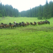 Pastva Norika Muránskeho