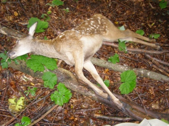 Strhnute v piatok rano jednym vlkom o 7:00