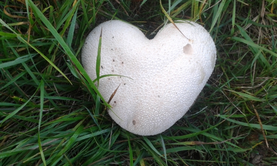 príroda mi ukázala srdce...