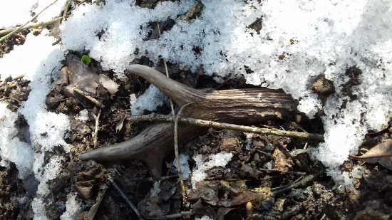 Srdce sa rozbúchalo