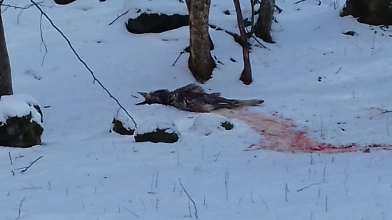 Dnešná obeť vlka samotára