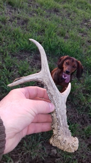 Dúfal som ešte v nejakého jelienka a našiel som Pána srnca 