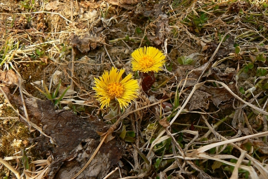 Jar prišla aj pod Tatry