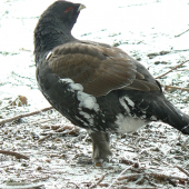 Tatranský hlucháň