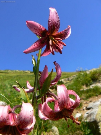Na Striebornom gruni