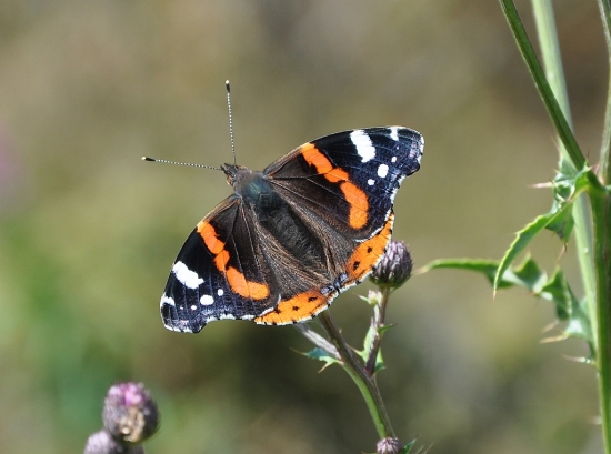 Babôčka admirálska-Vanessa atalanta
