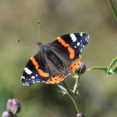 Babôčka admirálska-Vanessa atalanta