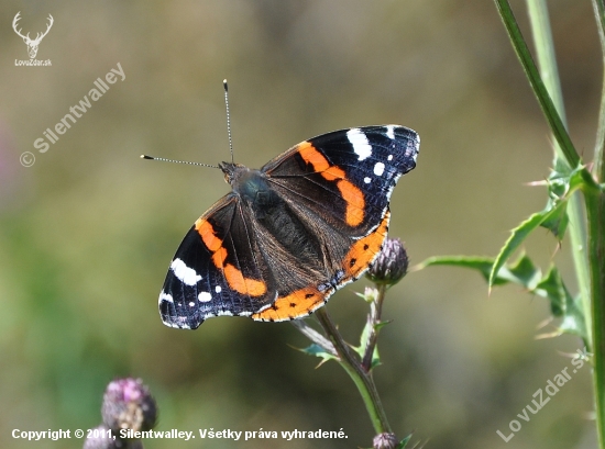 Babôčka admirálska-Vanessa atalanta