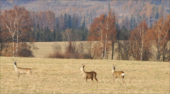 Stretnutie po štvrťroku