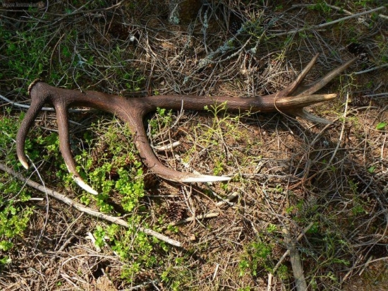 Prekvapenie pri vyznačovaní ťažby