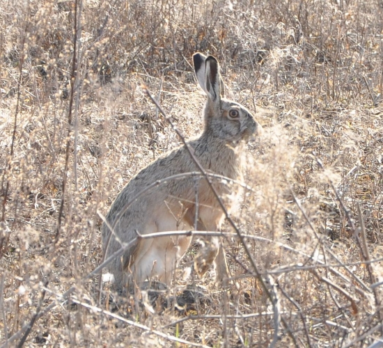 Po dlhšom čase opäť niečo
