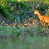 Srnček v rannom svetle