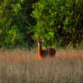 Ranné stretnutie inak