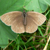 Očkáň