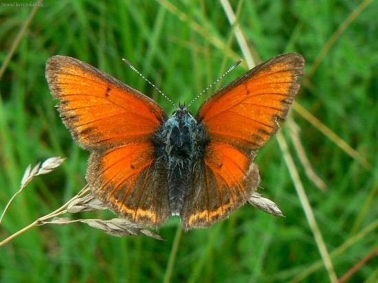 Ohniváčik tmavožilkový