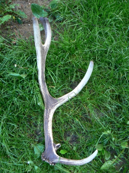 Pri kontrole lapačov