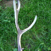 Pri kontrole lapačov