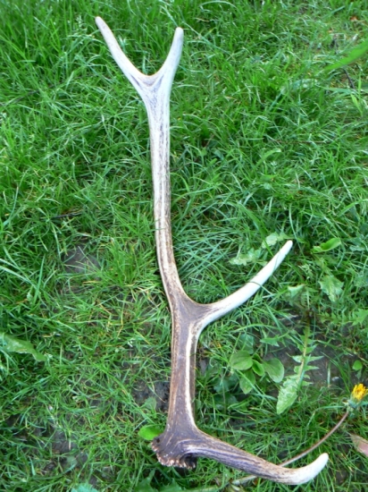 Pri kontrole lapacov 2