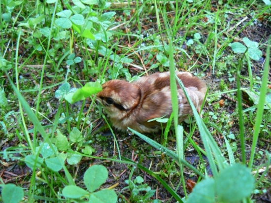 Kuriatko Jariabka