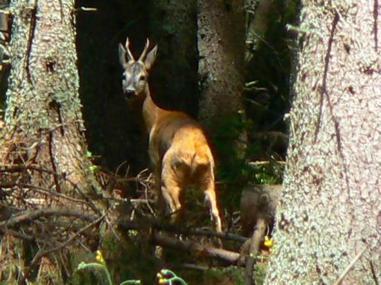 Srnec na Troch Kopcoch
