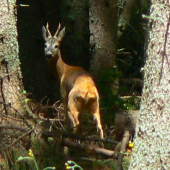 Srnec na Troch Kopcoch
