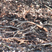 A ukázal sa aj druhý