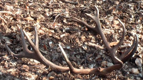 A takto vyzerajú spolu :)))