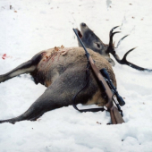 Môj životný jeleň