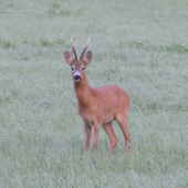 Za rána, za rosy...
