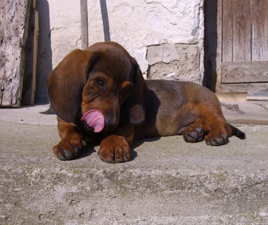 Igo von Coburgwood, 3mesiace.