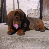Igo von Coburgwood, 3mesiace.