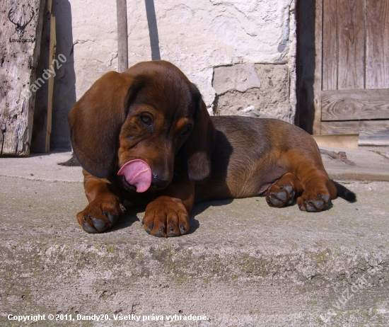 Igo von Coburgwood, 3mesiace.