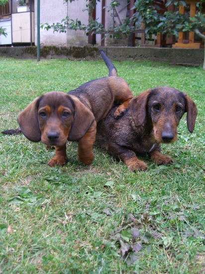 Bara a Igo, sladke dni hrania =)