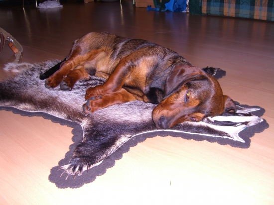 Snívam jazvečí sen ... ;)