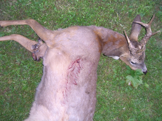 fybropapilomatóza u srnčej zveri